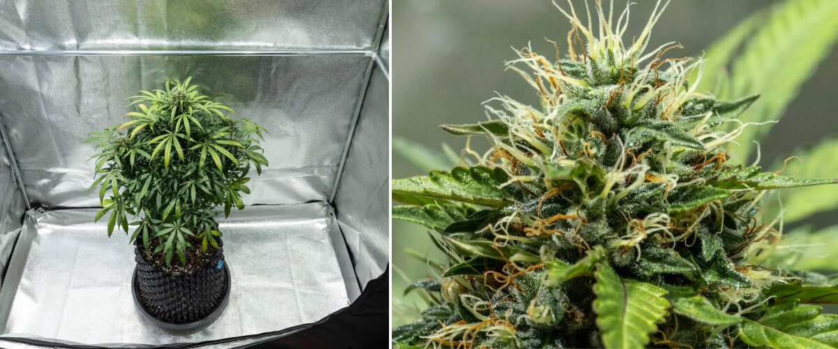 Diario di coltivazione di North Thunderfuck – Settimane 7–8: fase intermedia della fioritura Pianta di cannabis North Thunderfuck durante le settimane 7–8 di fioritura, con cime in espansione, densi gruppi di pistilli e una crescente produzione di resina sotto luce LED