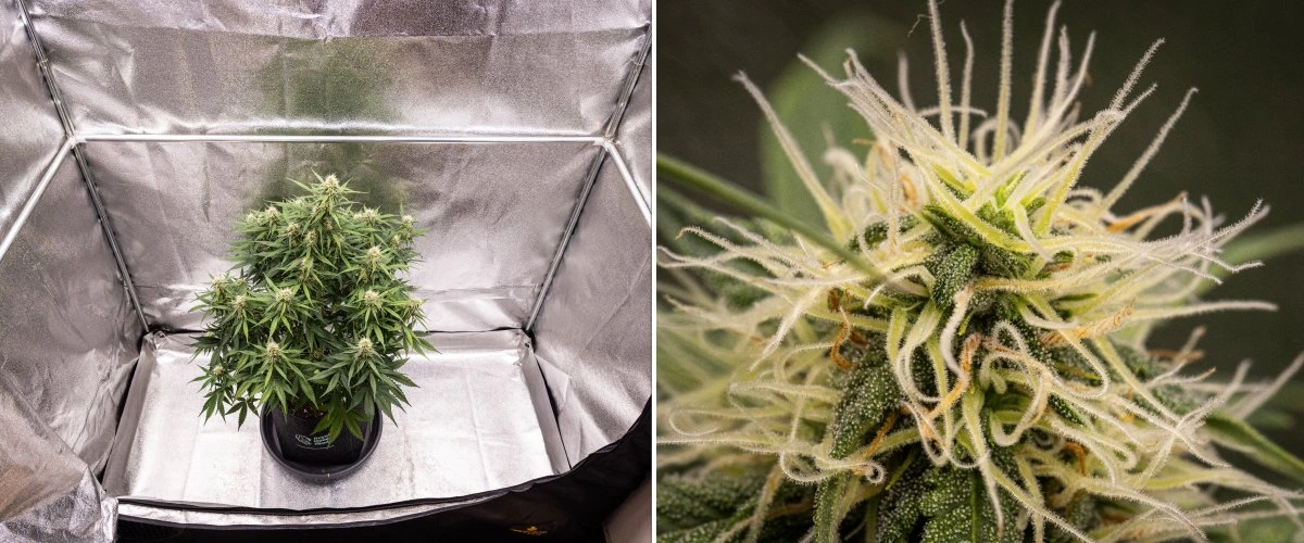 Pianta di cannabis Gaia F1 nella settimana 7 che cresce nel terreno con una sana crescita nella fase avanzata di fioritura indoor