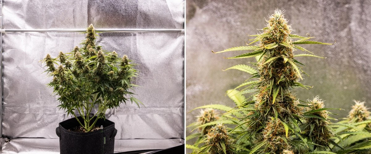 Pianta di cannabis Gaia F1 nella settimana 8 che cresce nel terreno con cime sane in maturazione indoor