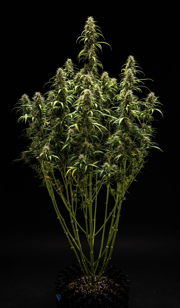 Report di Coltivazione GOAT'lato Auto – Settimana 9 Preparazione al Raccolto Pianta di cannabis GOAT'lato Auto nella settimana 9 con tricomi prevalentemente lattiginosi e alcuni ambrati, cime compatte e aroma intenso prima del raccolto