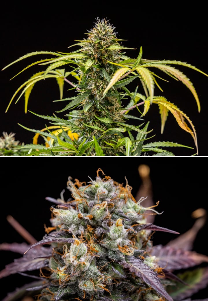 North Thunderfuck Grow-Report – Wochen 9–10 Endblüte und Erntephase North Thunderfuck Cannabispflanze in den Wochen 9–10 der Blüte mit vollständig entwickelten Buds, dunkleren Blütenstempeln, starker Harzbildung und Anzeichen für die Erntereife unter LED-Beleuchtung