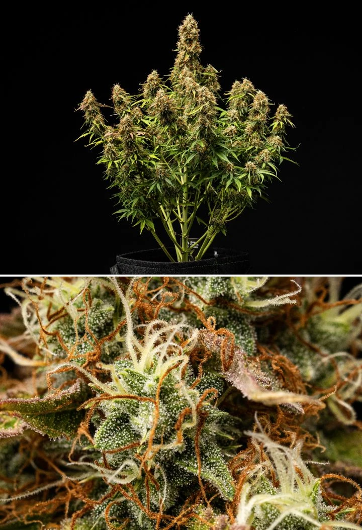 Pianta di cannabis Gaia F1 nelle settimane 9-10 che cresce nel terreno con cime mature pronte per il raccolto indoor
