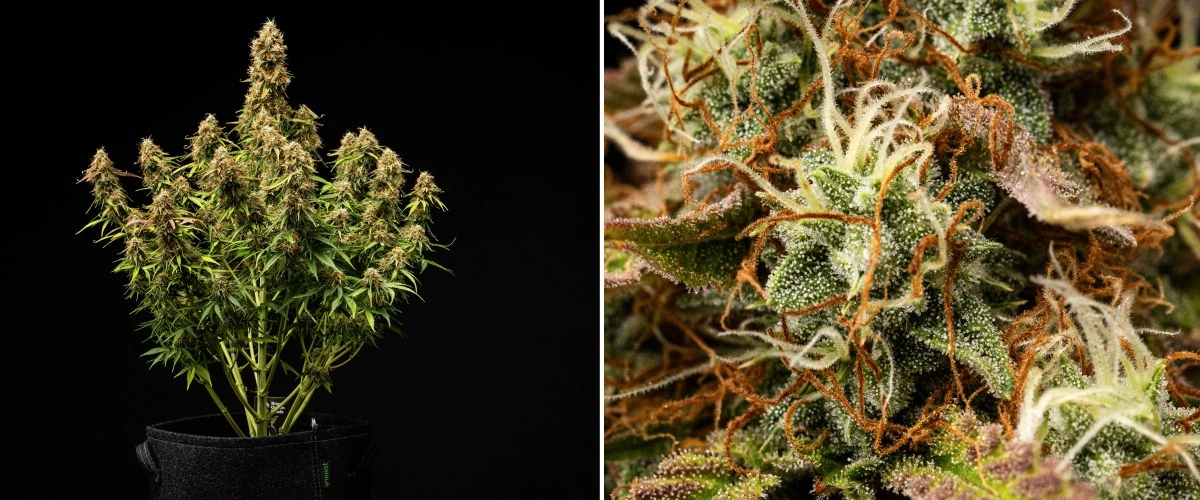 Pianta di cannabis Gaia F1 nelle settimane 9-10 che cresce nel terreno con cime mature pronte per il raccolto indoor