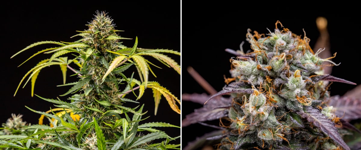 North Thunderfuck Grow-Report – Wochen 9–10 Endblüte und Erntephase North Thunderfuck Cannabispflanze in den Wochen 9–10 der Blüte mit vollständig entwickelten Buds, dunkleren Blütenstempeln, starker Harzbildung und Anzeichen für die Erntereife unter LED-Beleuchtung