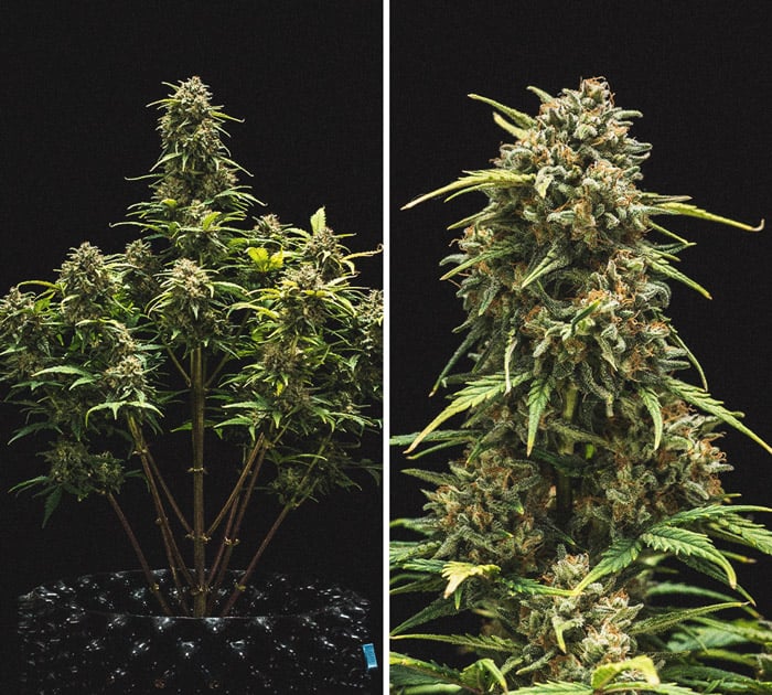 Report di Coltivazione della Sweet Skunk Automatic