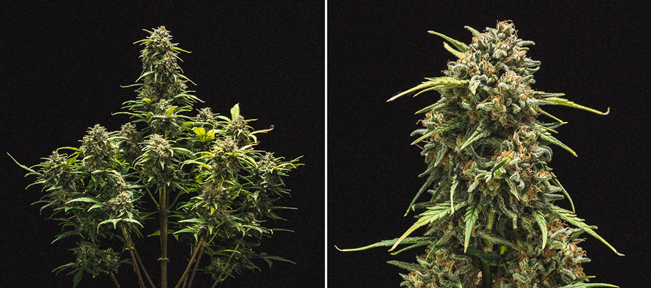 Report di Coltivazione della Sweet Skunk Automatic