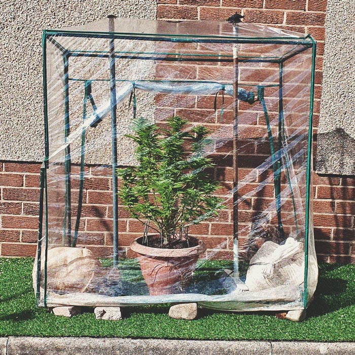 The Basics of Cannabis Outdoor Growing (Part 4) The Basics of Cannabis Outdoor Growing (Part 4)