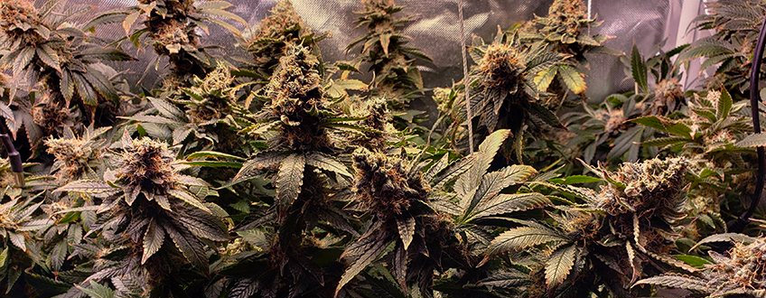 White Widow White Widow