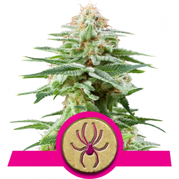 White Widow Royal Queen Seeds White Widow Royal Queen Seeds