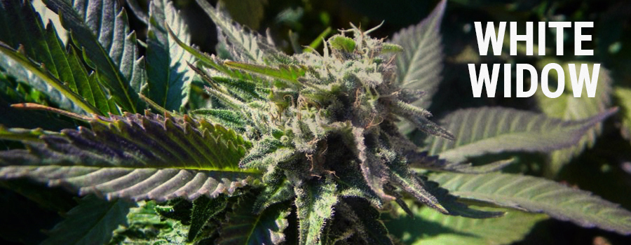 White Widow White Widow