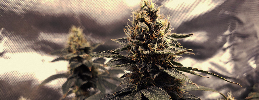 White Widow White Widow
