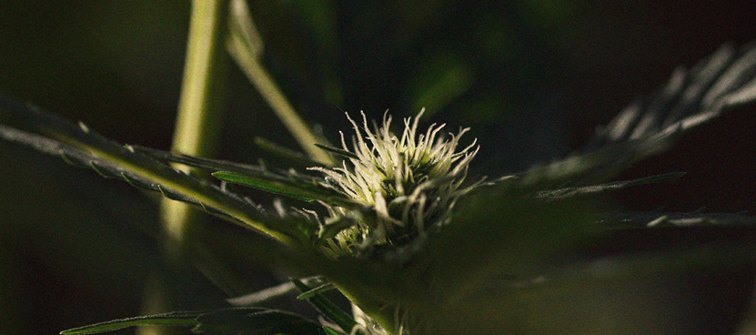 The Importance Of Pistils To Cannabis Growers