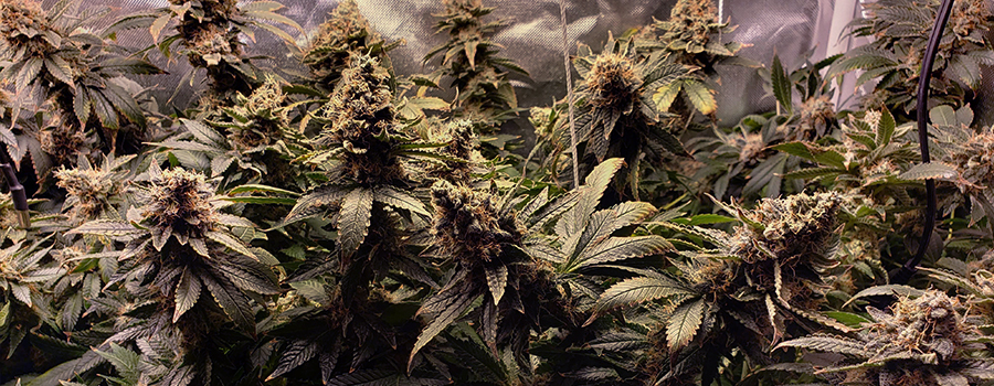 White Widow White Widow
