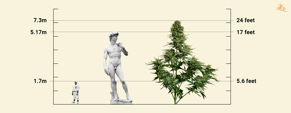 Cannabis World Record Tallest Cannabis Plant