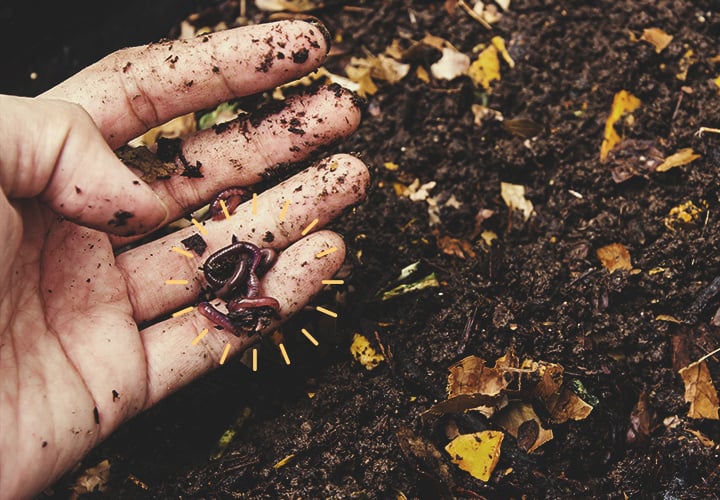 Come Risparmiare Soldi Riutilizzando il Vecchio Terriccio