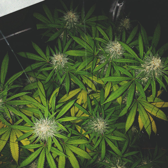 I Modi Migliori per Sostenere Grandi Fiori di Cannabis Indoor ed Outdoor