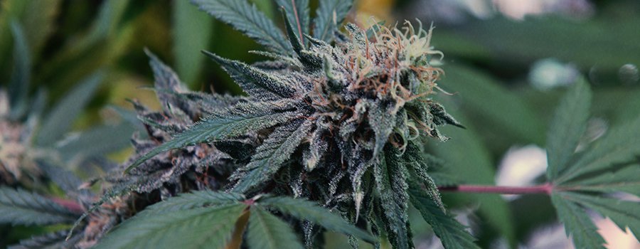Germinazione dei semi di cannabis - Everweed