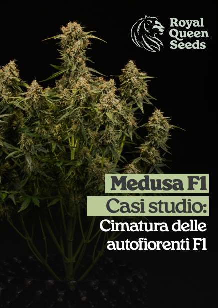 Medusa_f1_it