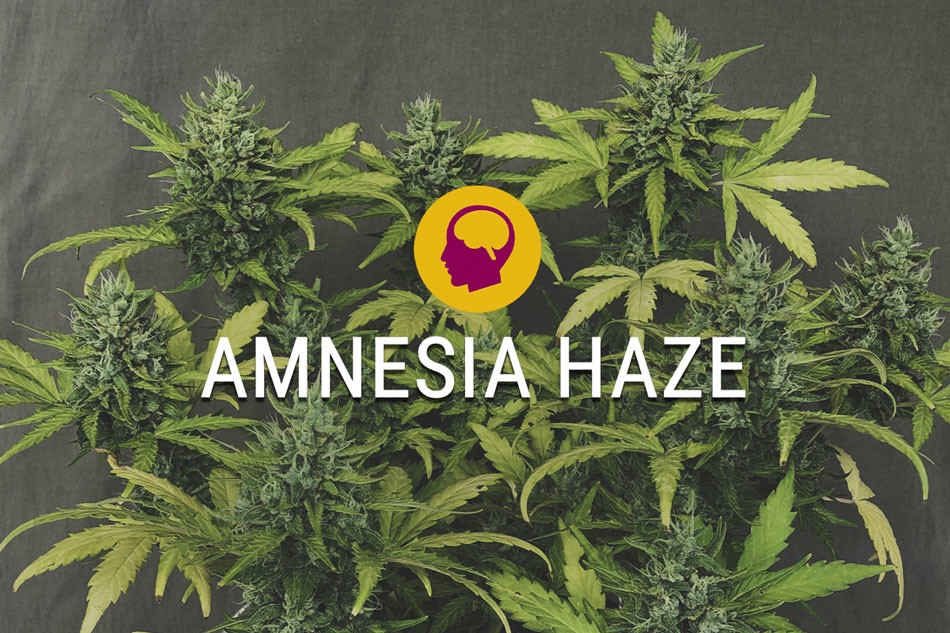 Amnesia Haze Femminilizzata