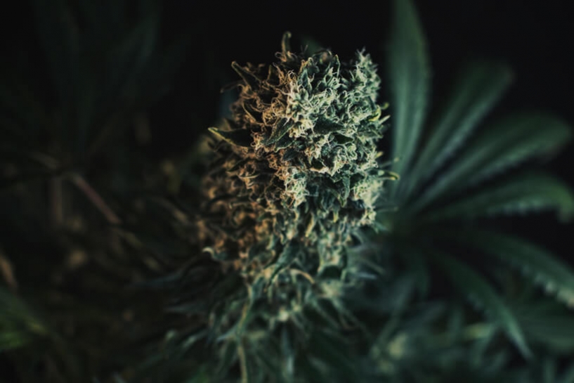 Consigli per Massimizzare i Terpeni nelle Piante di Cannabis