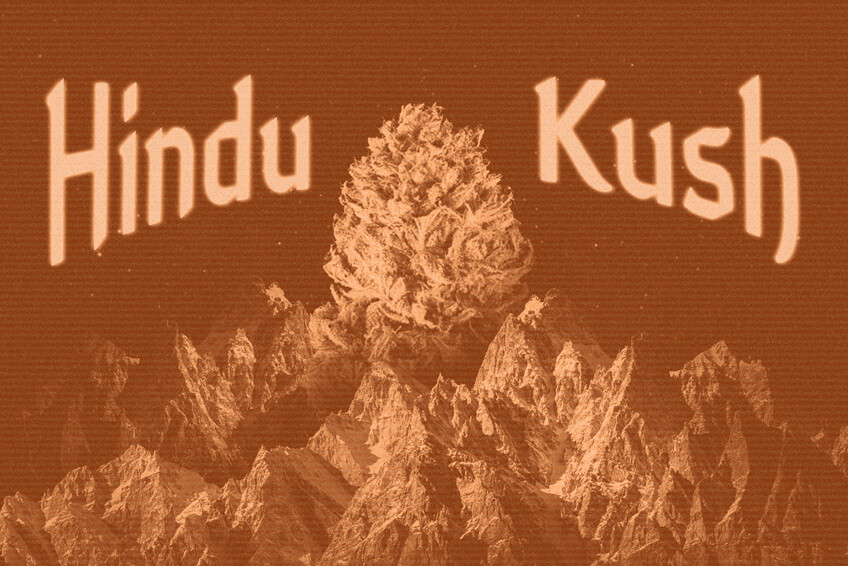 Le Origini E L’Eredità Della Cannabis Dell’Hindu Kush
