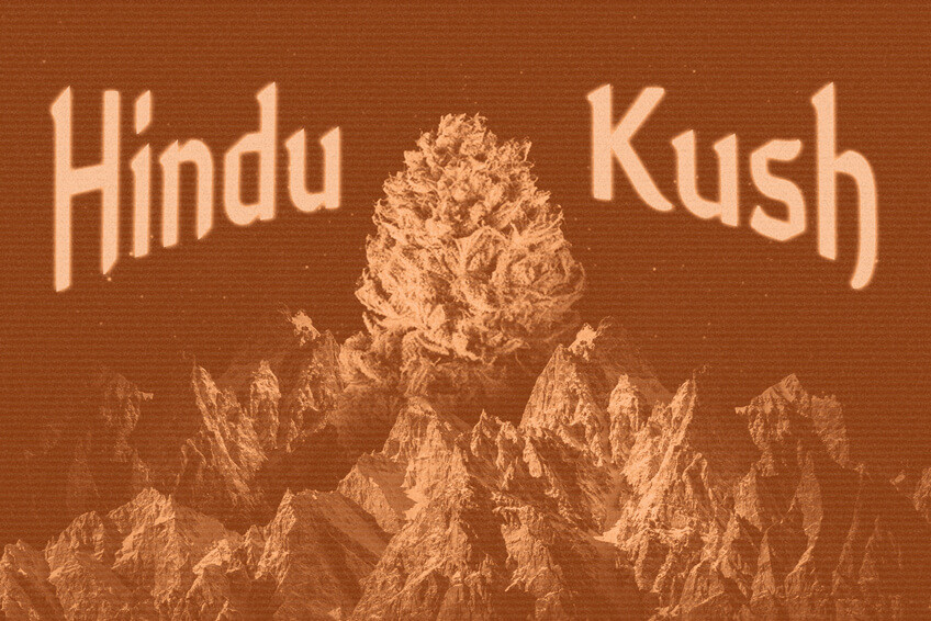 Origine ed eredità dell'Hindu Kush: Un pilastro della cannabis