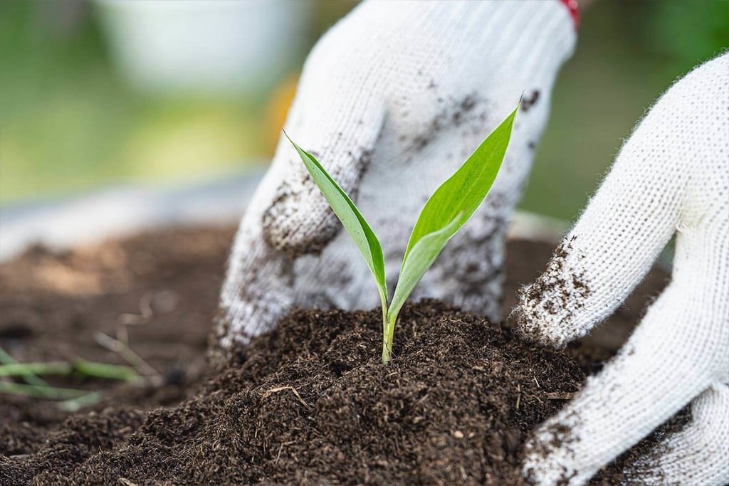 Terreno biologico riciclato e vivo (ROLS) per coltivare cannabis