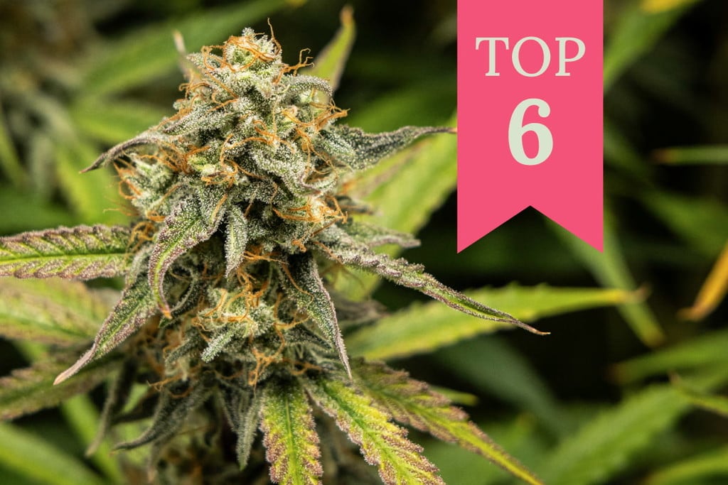 Le 6 migliori varietà di cannabis per sconfiggere la noia