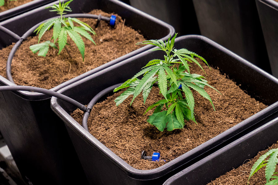 Come usare la fertirrigazione nelle coltivazioni di cannabis