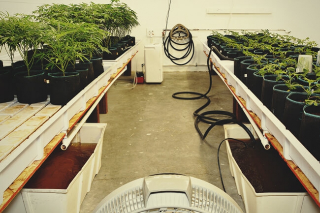 I vantaggi della tecnica della pellicola nutritiva per coltivare cannabis
