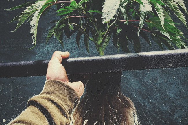 Guida per la coltivazione idroponica di cannabis