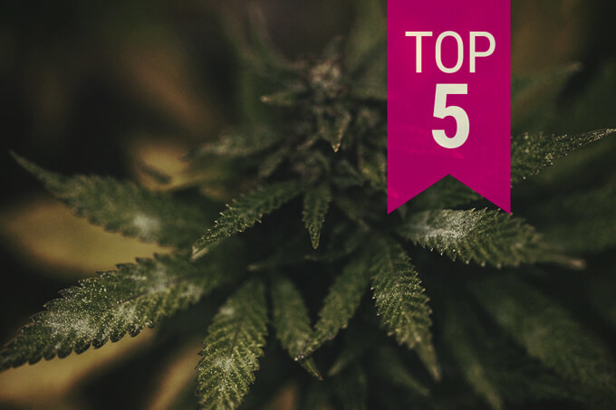 Le 5 Varietà di Cannabis Più Resistenti Alla Muffa