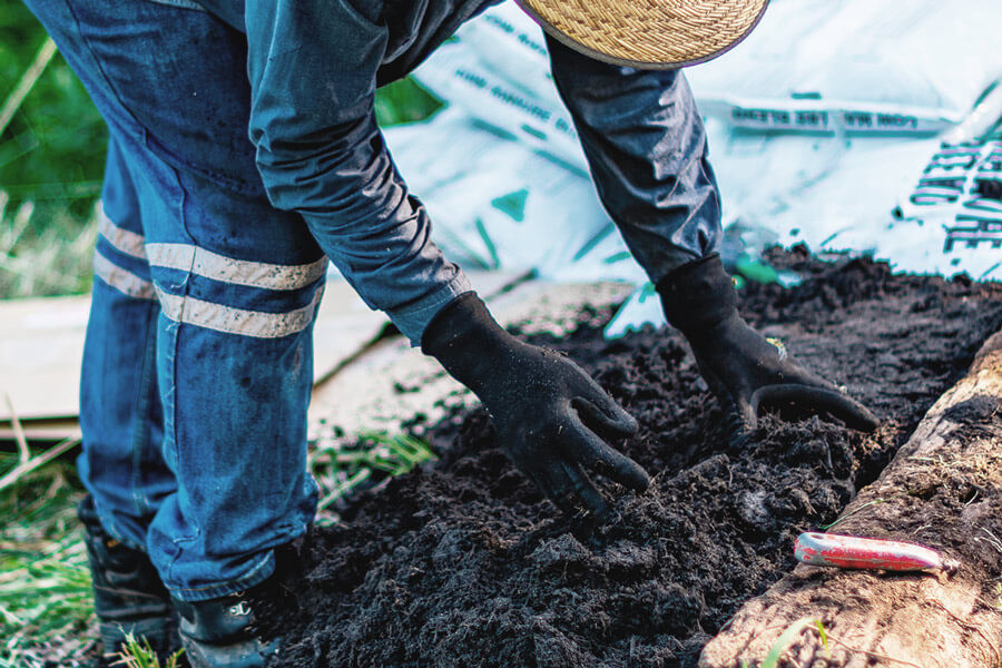 Agricoltura no-till e no-dig per coltivare cannabis