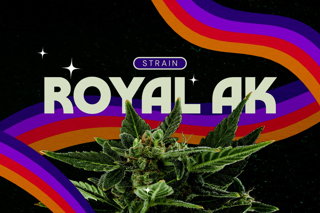 Recensione della varietà Royal AK