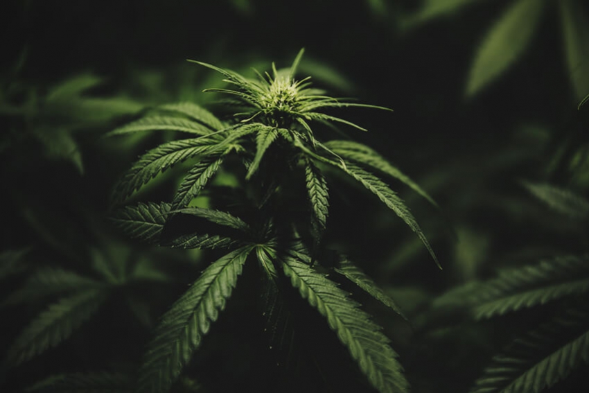 Quando Passare La Cannabis Dalla Fase Vegetativa A Quella Di Fioritura 