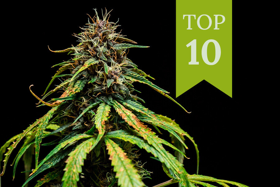Le 10 varietà di cannabis più saporite