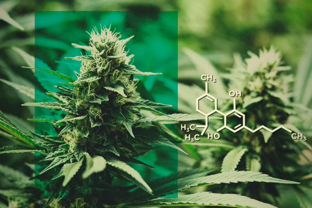 Fiori di CBD: Dosare il CBD Senza il THC