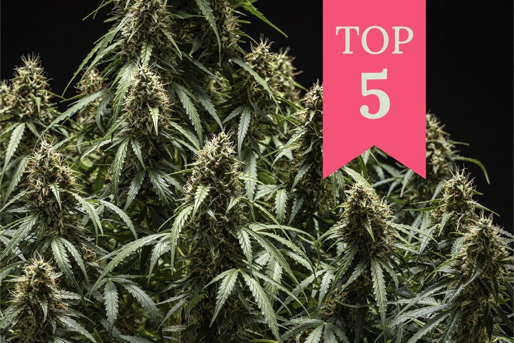 5 varietà di cannabis per migliorare concentrazione e creatività