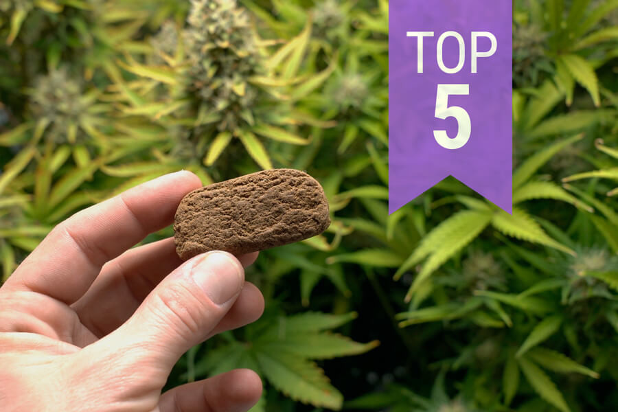 Le 5 Migliori Varietà Di Cannabis Per Produrre Hashish