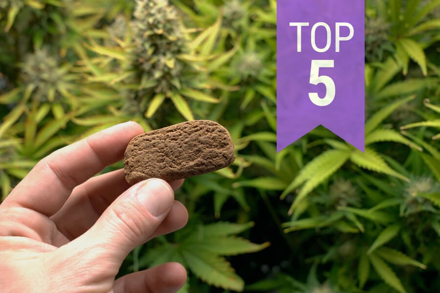 Le migliori 5 varietà di cannabis per produrre hashish