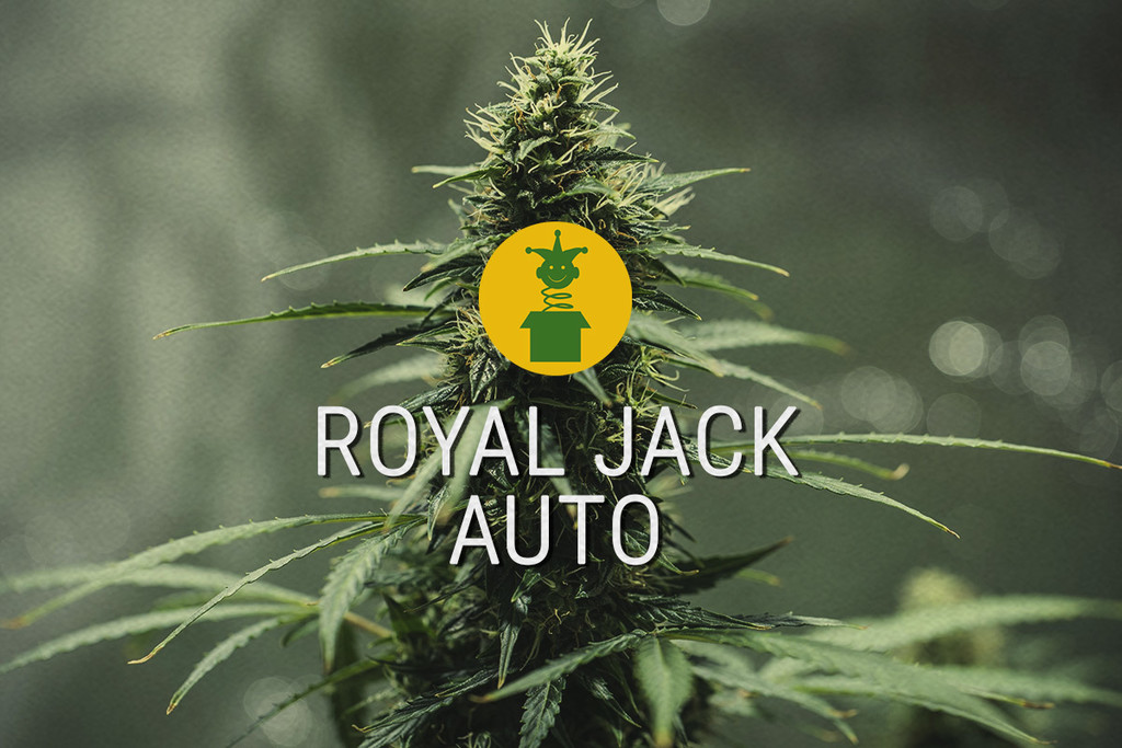 Royal Jack Automatic: Una Leggendaria Sativa Trasformata in Autofiorente