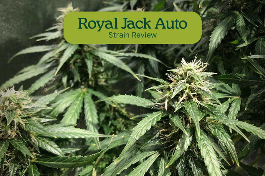 Royal Jack Automatic: Una Leggendaria Sativa Trasformata in Autofiorente