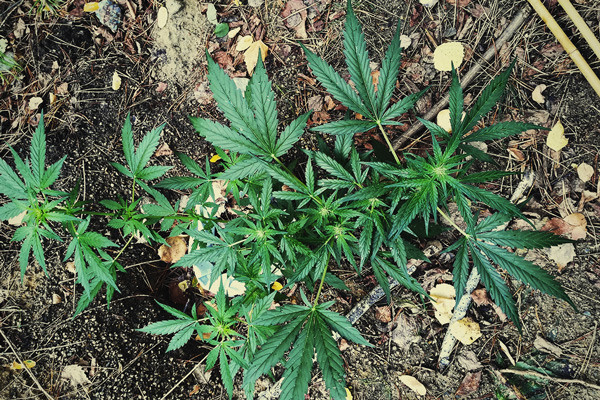Tutto sulla Coltivazione di Cannabis in Stile Guerrilla