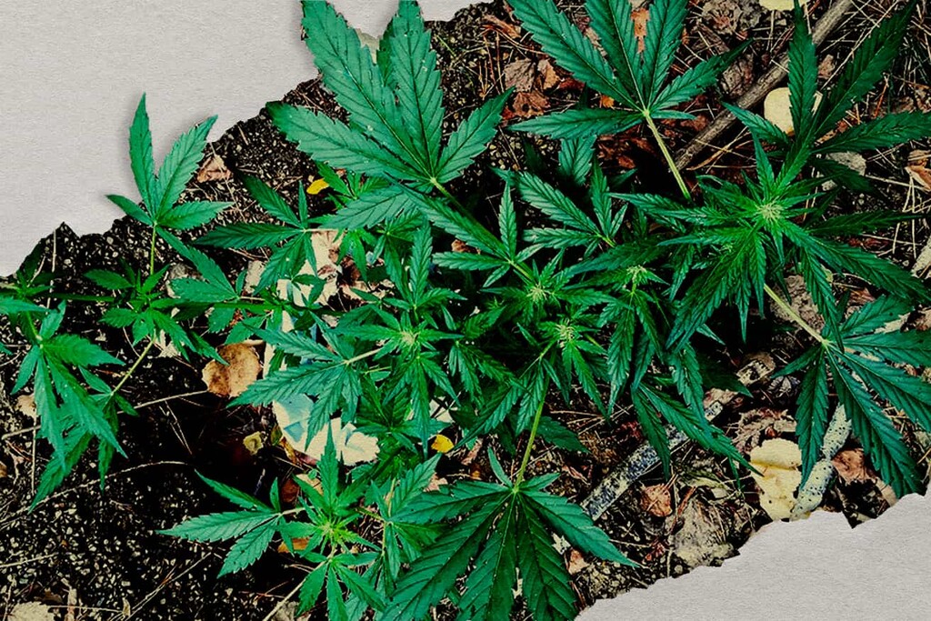 Coltivazione guerrilla di cannabis: come coltivare all’aperto in modo discreto