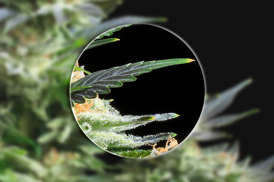 I Microscopi Vi Danno una Visione Ravvicinata della Pianta di Cannabis