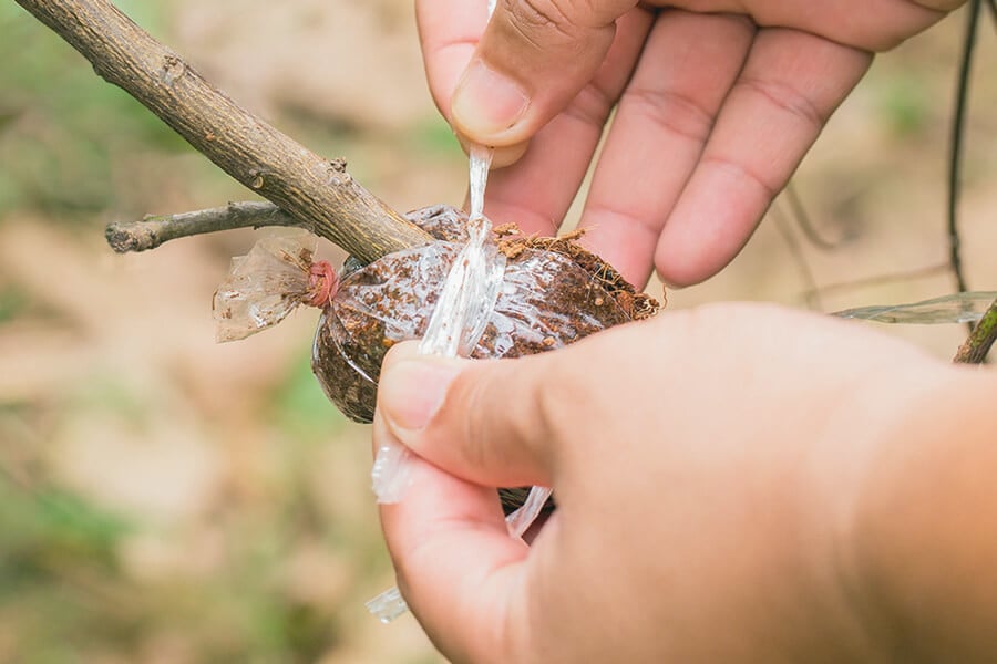 Come fare una margotta aerea per la cannabis in 7 semplici passi