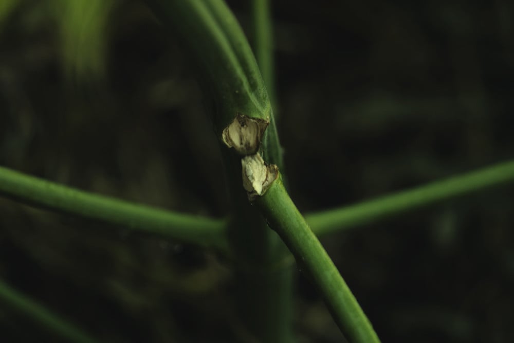 Come Riparare I Rami Di Cannabis Spezzati E Piegati