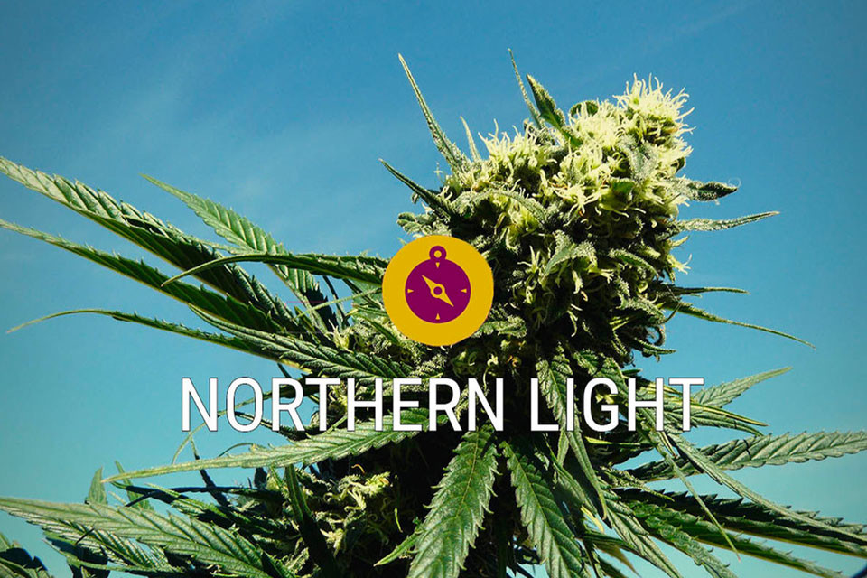 Northern Lights: Cannabis Classica E Autentica Indica Da Leggenda