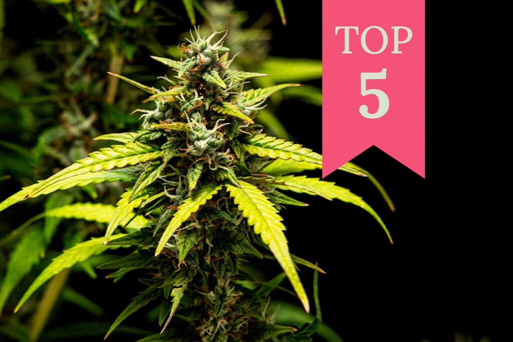 Le 5 migliori varietà di cannabis per un'energia illimitata