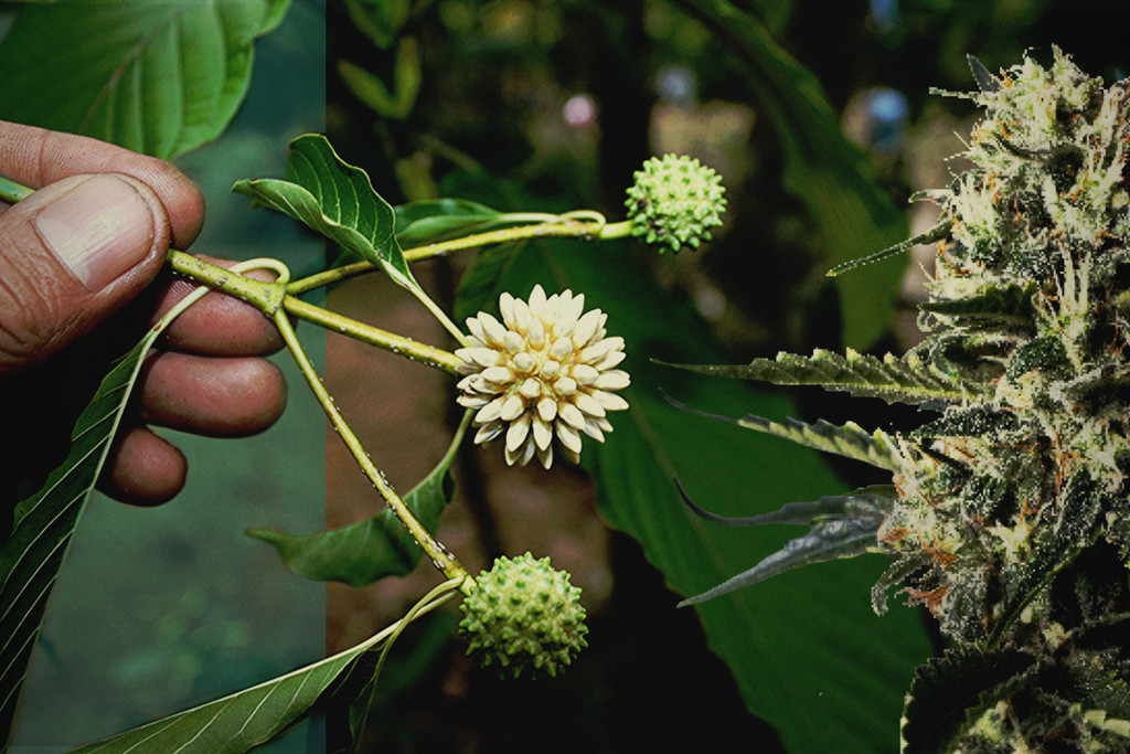 Kratom vs CBD: Quali sono le differenze?